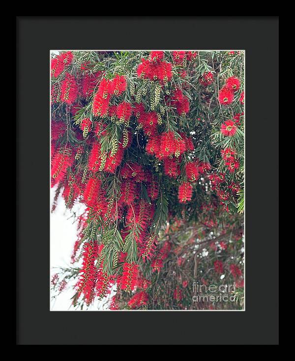 Nature's Fluffy Fireworks - Framed Print