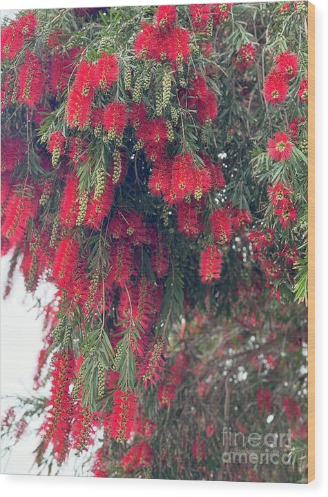 Nature's Fluffy Fireworks - Wood Print