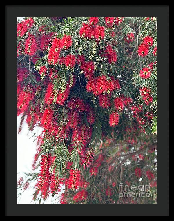 Nature's Fluffy Fireworks - Framed Print