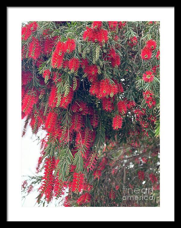 Nature's Fluffy Fireworks - Framed Print