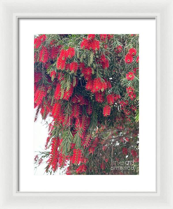 Nature's Fluffy Fireworks - Framed Print