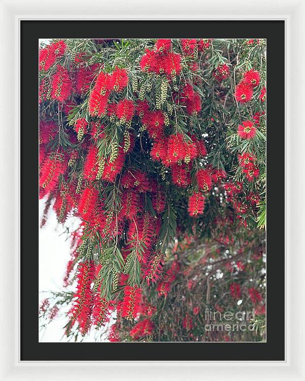 Nature's Fluffy Fireworks - Framed Print