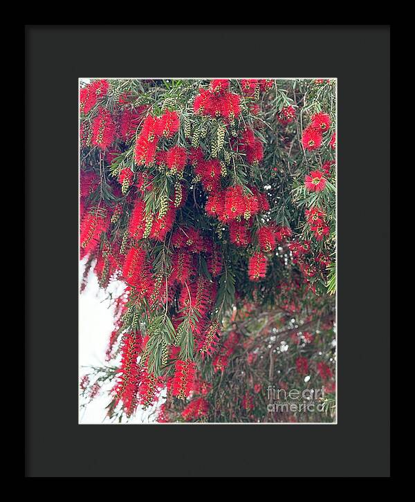 Nature's Fluffy Fireworks - Framed Print