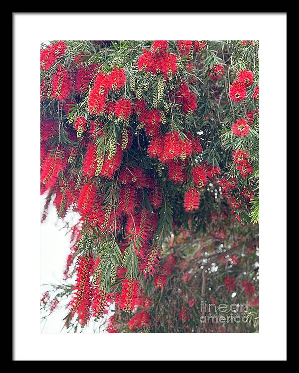 Nature's Fluffy Fireworks - Framed Print