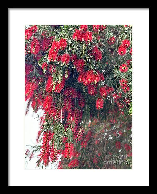 Nature's Fluffy Fireworks - Framed Print