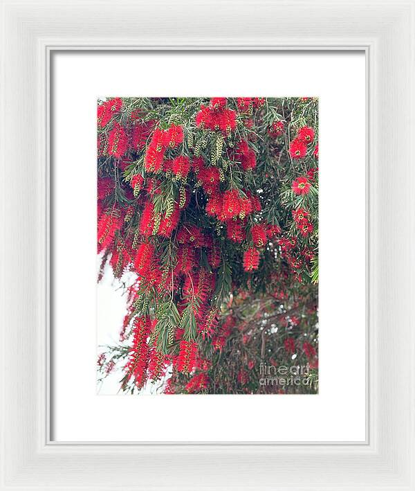 Nature's Fluffy Fireworks - Framed Print