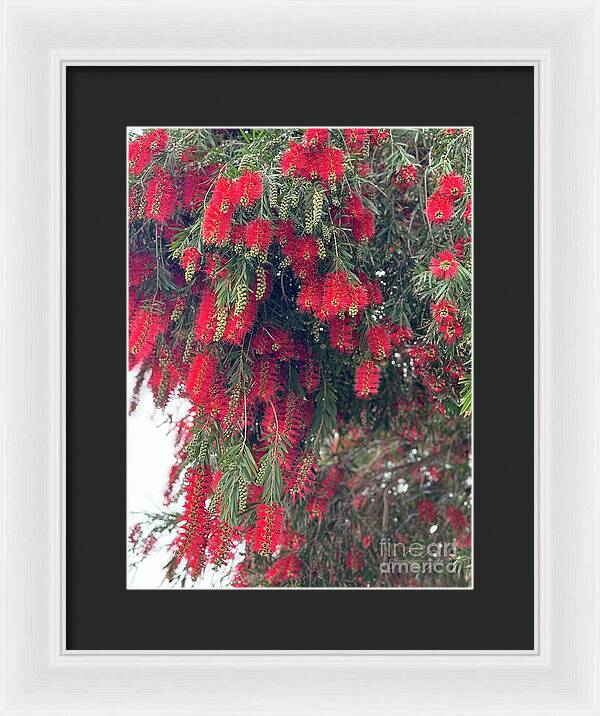 Nature's Fluffy Fireworks - Framed Print