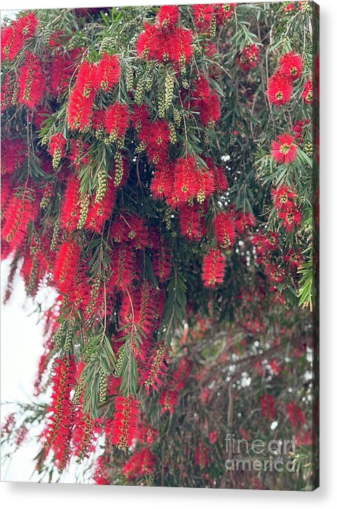 Nature's Fluffy Fireworks - Acrylic Print