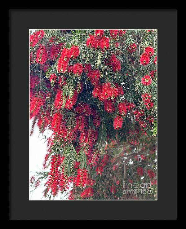 Nature's Fluffy Fireworks - Framed Print