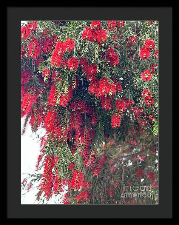 Nature's Fluffy Fireworks - Framed Print