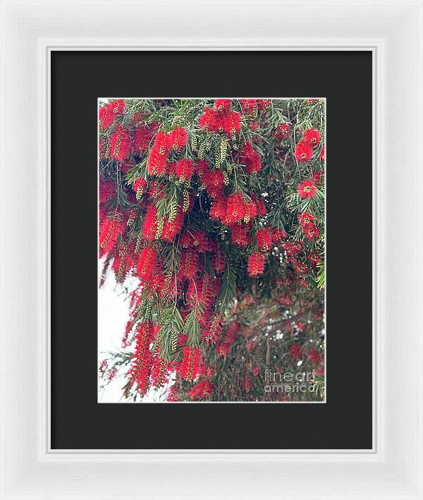 Nature's Fluffy Fireworks - Framed Print