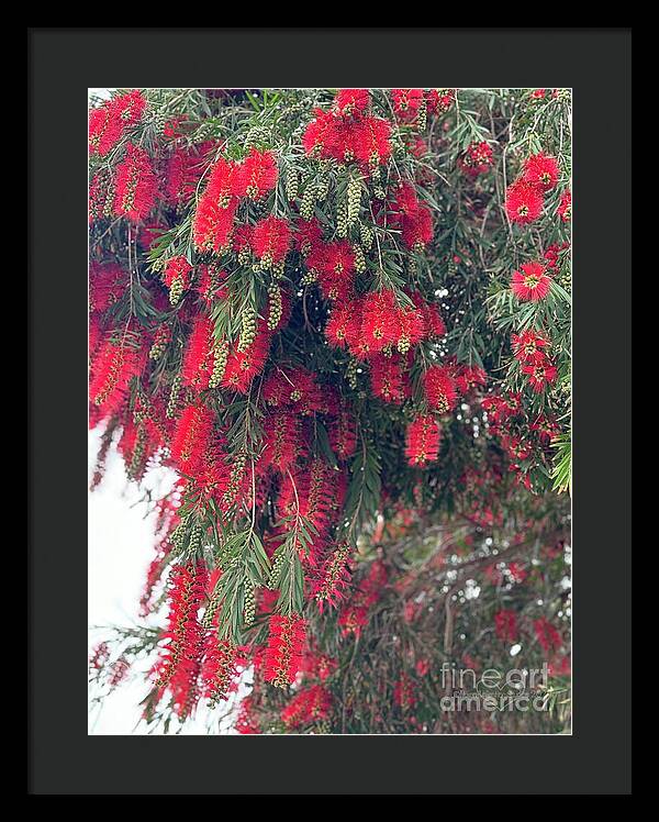 Nature's Fluffy Fireworks - Framed Print