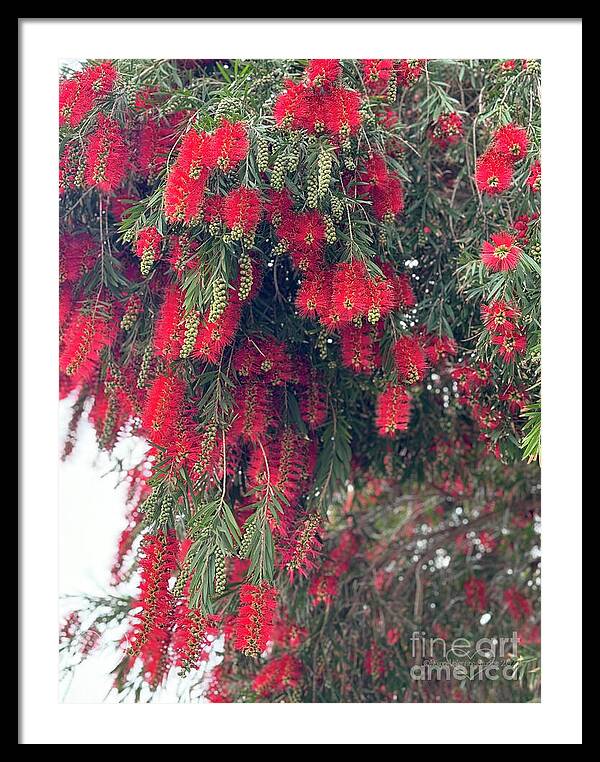 Nature's Fluffy Fireworks - Framed Print