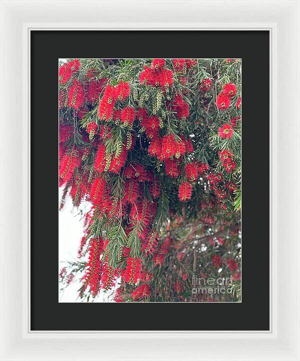 Nature's Fluffy Fireworks - Framed Print