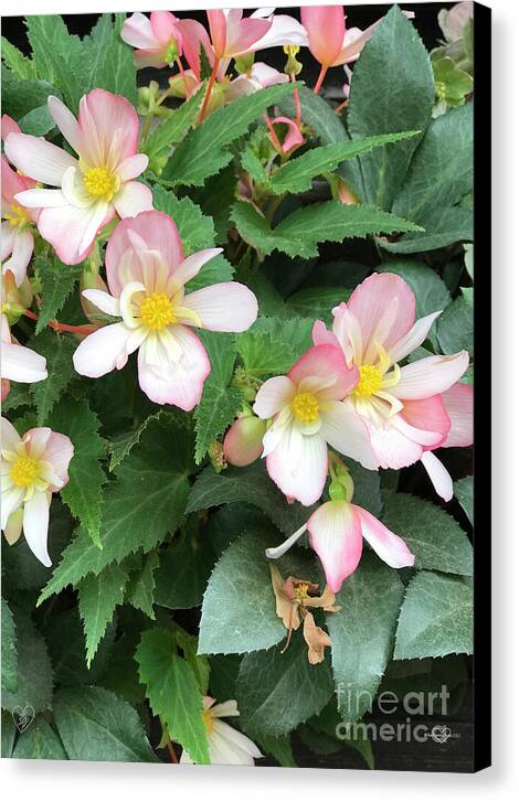 Pink Petal Cascade - Canvas Print