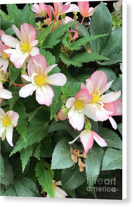 Pink Petal Cascade - Canvas Print