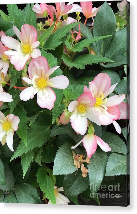 Pink Petal Cascade - Acrylic Print