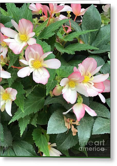Pink Petal Cascade - Greeting Card