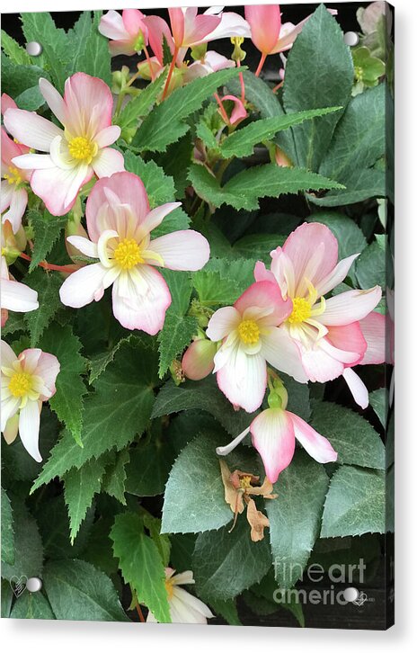 Pink Petal Cascade - Acrylic Print