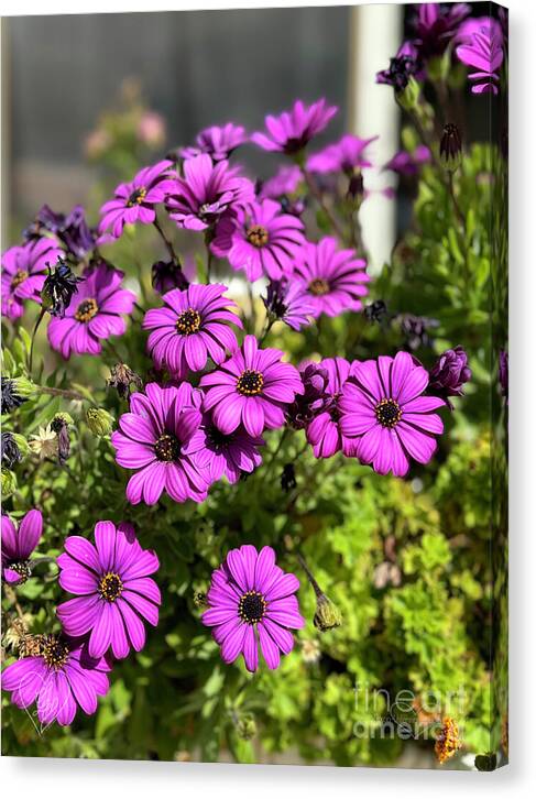 Purple Petal Symphony - Canvas Print