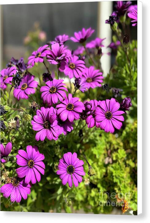 Purple Petal Symphony - Canvas Print