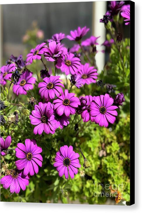 Purple Petal Symphony - Canvas Print