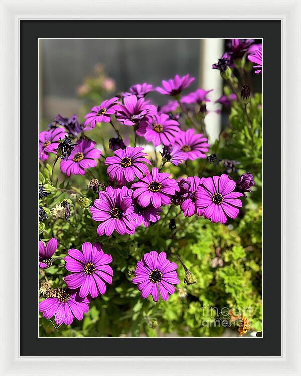 Purple Petal Symphony - Framed Print