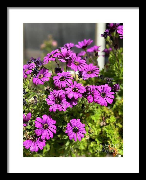 Purple Petal Symphony - Framed Print