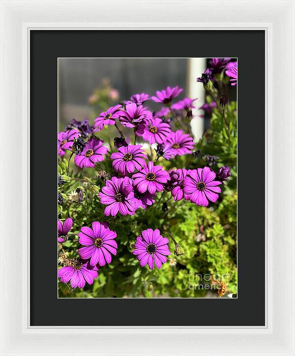 Purple Petal Symphony - Framed Print