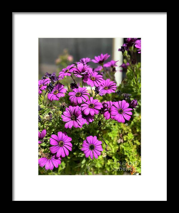 Purple Petal Symphony - Framed Print