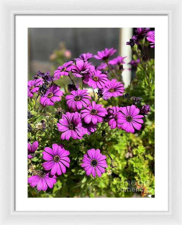 Purple Petal Symphony - Framed Print