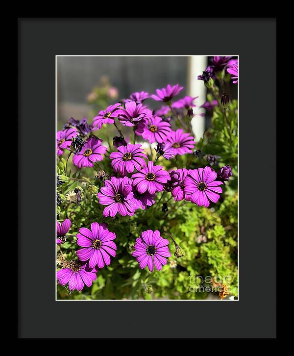 Purple Petal Symphony - Framed Print