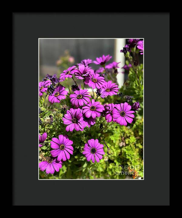 Purple Petal Symphony - Framed Print