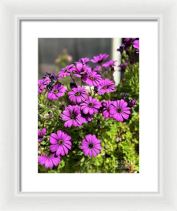 Purple Petal Symphony - Framed Print