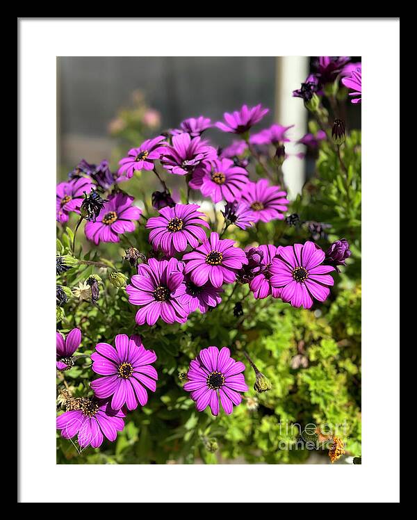 Purple Petal Symphony - Framed Print