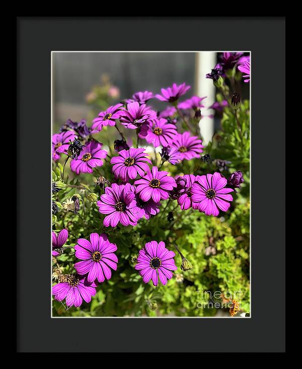 Purple Petal Symphony - Framed Print