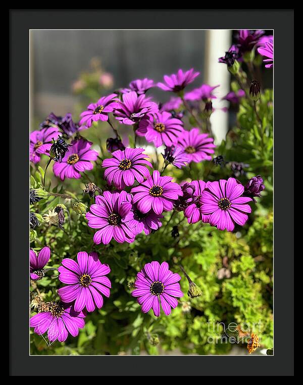 Purple Petal Symphony - Framed Print