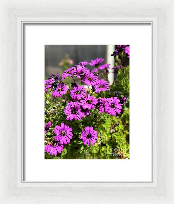 Purple Petal Symphony - Framed Print