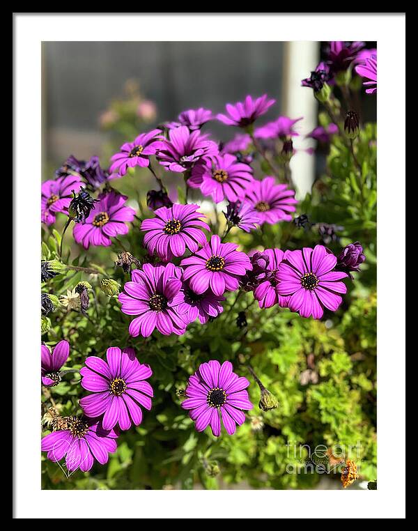 Purple Petal Symphony - Framed Print