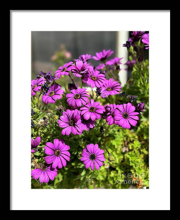 Purple Petal Symphony - Framed Print