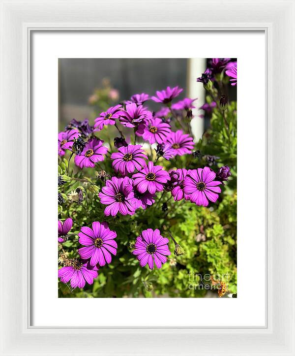 Purple Petal Symphony - Framed Print