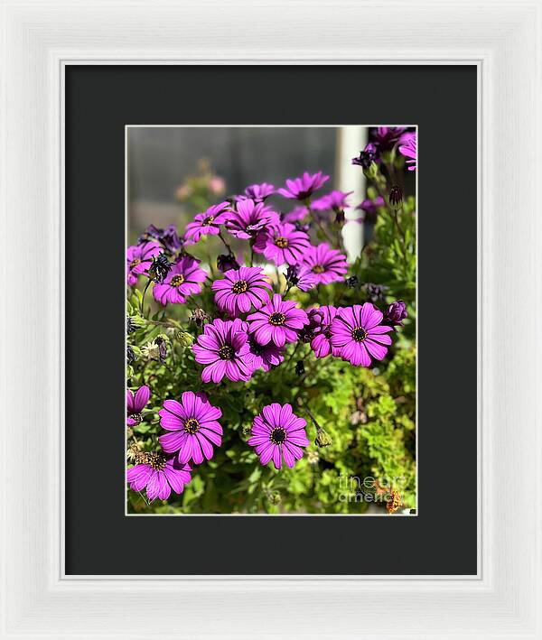 Purple Petal Symphony - Framed Print