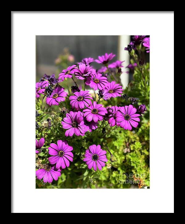 Purple Petal Symphony - Framed Print