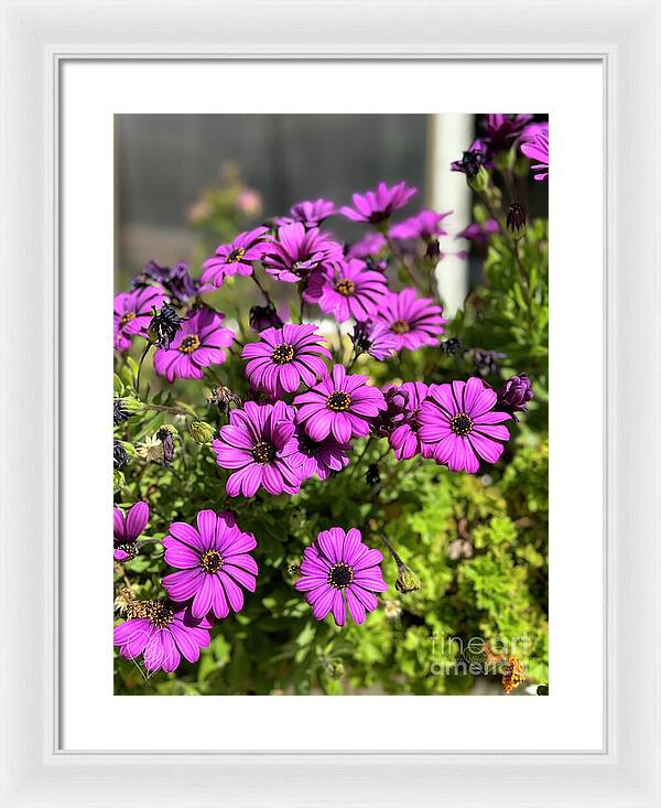 Purple Petal Symphony - Framed Print