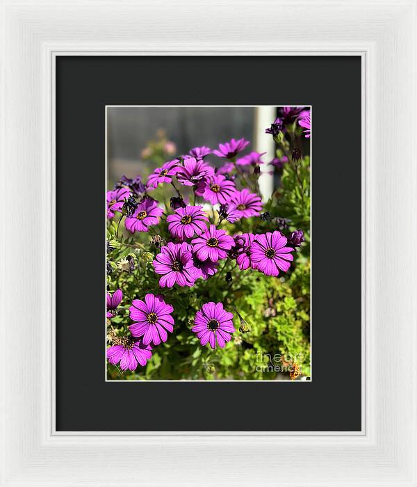 Purple Petal Symphony - Framed Print