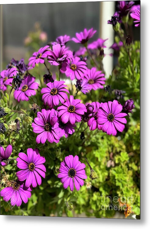 Purple Petal Symphony - Metal Print