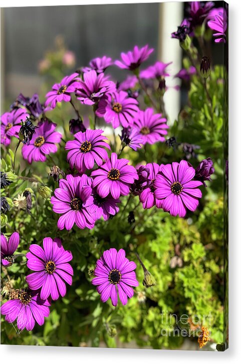 Purple Petal Symphony - Acrylic Print