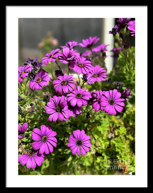 Purple Petal Symphony - Framed Print