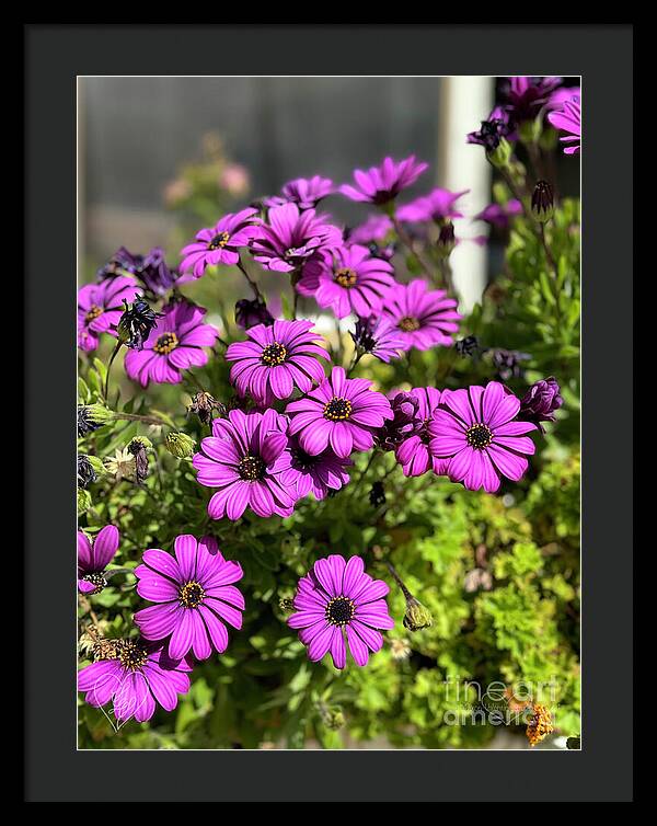 Purple Petal Symphony - Framed Print