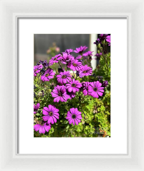 Purple Petal Symphony - Framed Print